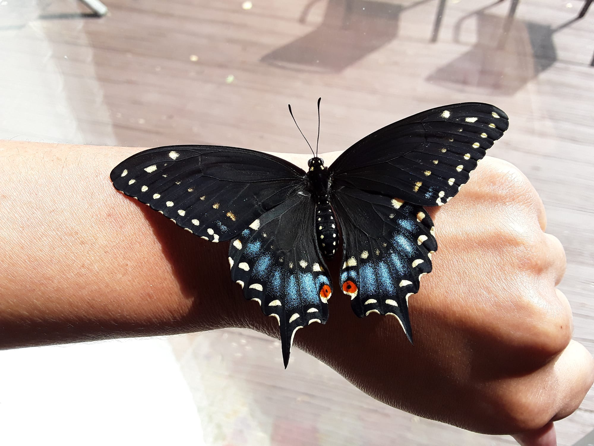 A female Eastern  Black Swallowtail sits wings open on Dawn's left wrist. 